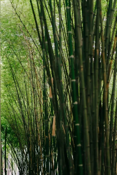 Forêt Bambous Fond Vert Nature — Photo