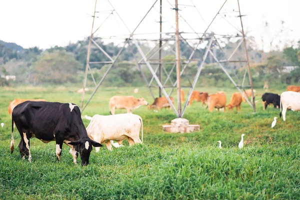 Mucche Pascolo Campo Verde Villaggio Paese Tropicale — Foto Stock