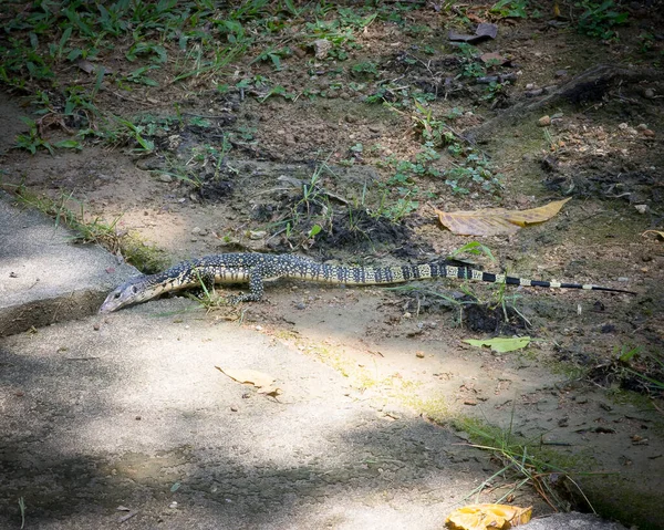 Large Lizard Nature Background Close — стоковое фото