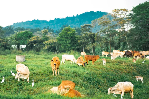 Mucche Pascolo Campo Verde Villaggio Paese Tropicale — Foto Stock