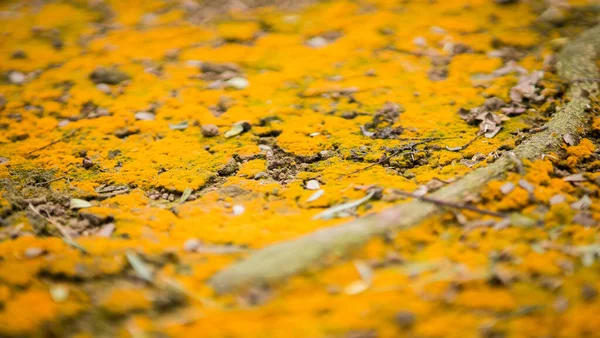 Mostarda Amarela Chão Durante Temporada Outono — Fotografia de Stock
