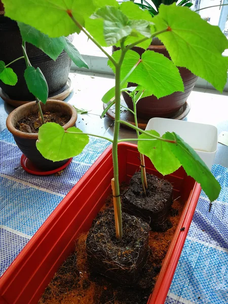 Okra Plante Poussant Dans Jardin Maison Asie Concept Nature Avec — Photo