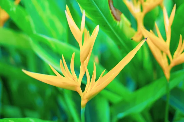 Paradiesvogelblume Oder Strelizia Gelber Farbe Blüht Tropischen Garten — Stockfoto