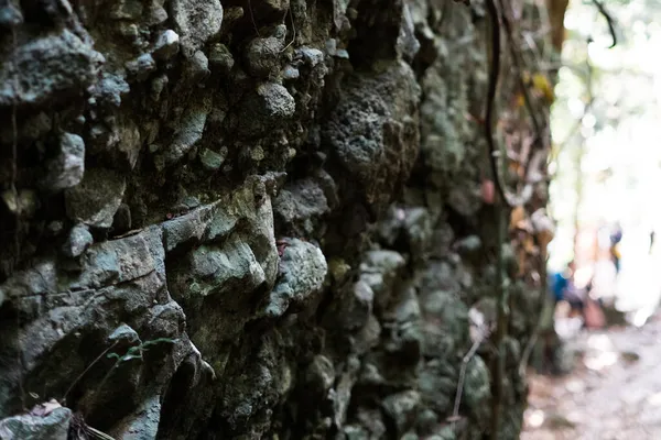 Krockad Stor Sten Med Rötterna Hängande Den Tropiska Djungeln Borneo — Stockfoto