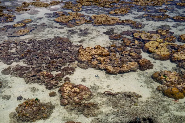 Levande Korall Vid Lågvatten Sampoerna Sabah Malaysia — Stockfoto