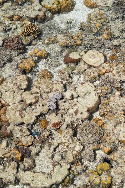 Coral Vivo Maré Baixa Sampoerna Sabah Malásia — Fotografia de Stock