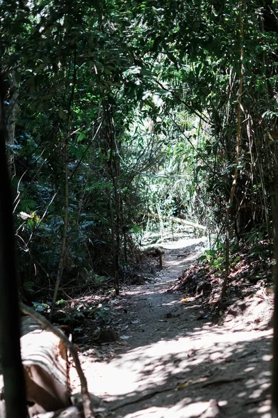 Lingkungan Hutan Nyata Daerah Tropis Hutan Tropis Asia Kalimantan — Stok Foto