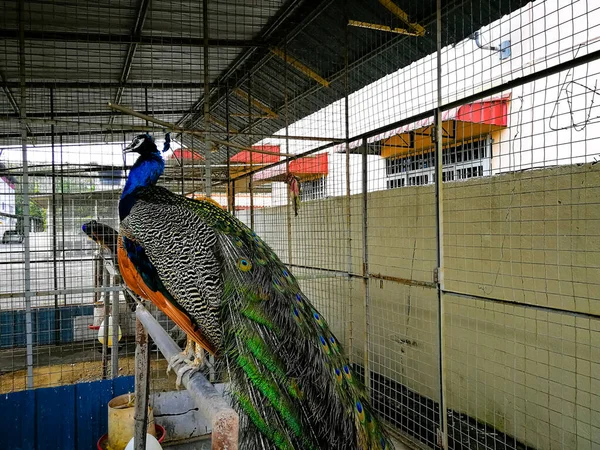 Beautiful Peacock Zoo Background Close — Stok fotoğraf