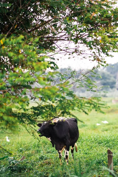 Корови Пасуться Зеленому Полі Селі Тропічній Країні — стокове фото
