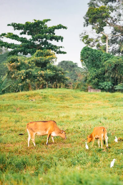 Cows Grazing Green Field Village Tropical Country — Stock Photo, Image