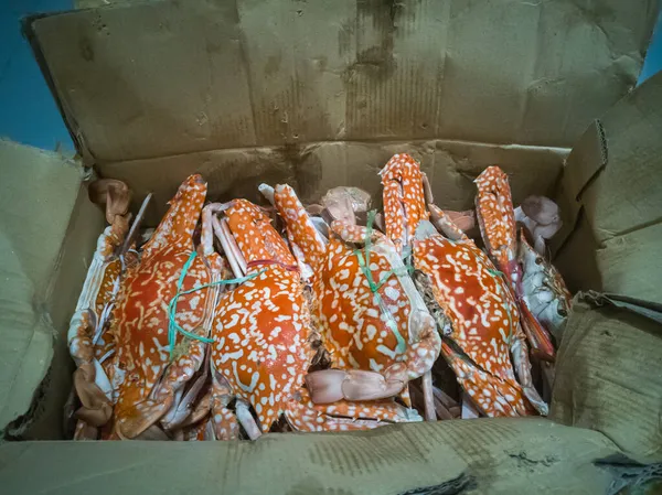 Crabs in a box, steamed and cooked before delivery.