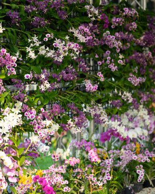 Bahçede çeşitli mor çiçekler.