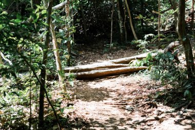 Tropik bölgelerdeki gerçek orman ortamı. Borneo 'daki Asya tropikal ormanı.