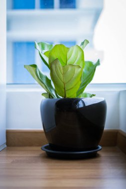 Kemancı Yaprağı İncir ya da Ficus Lyrata saksı bitkisi. Büyük, yeşil, parlak yapraklı. Siyah bir tencereye yerleştirilmiş..