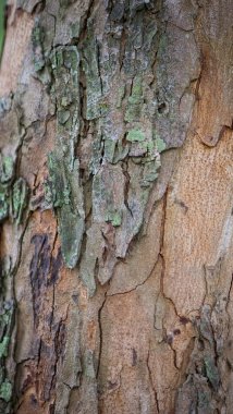 Ormandaki ağaç kabuğu, doku arkaplanı.
