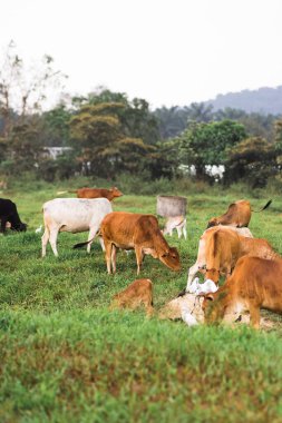 Tropikal bir ülkedeki yeşil bir köyde inekler otluyor..