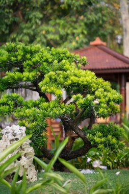 Royal Floria, Putrajaya 'daki Bonzai Ağaçları.