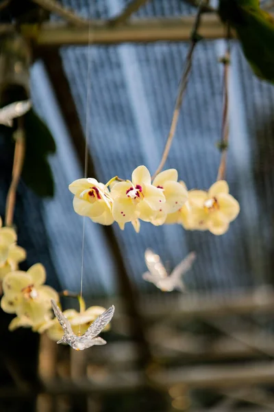 Fleurs Orchidée Perles Rideau Décoratif Pour Mariage — Photo