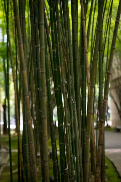 Forêt Bambous Fond Vert Nature — Photo
