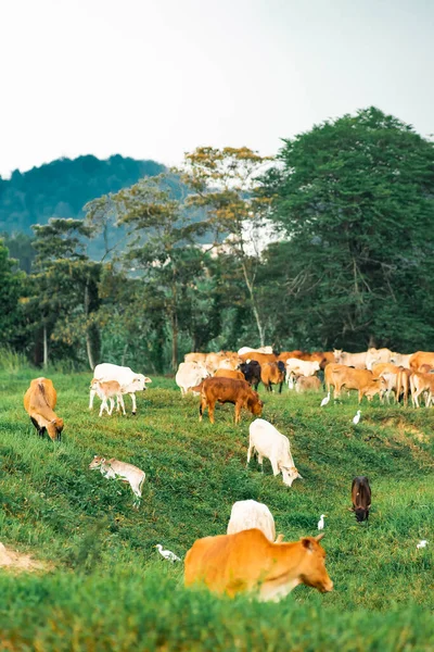 Mucche Pascolo Campo Verde Villaggio Paese Tropicale — Foto Stock