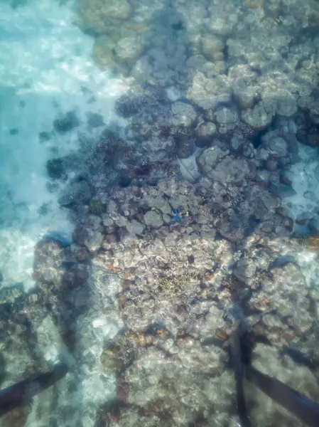 Widok Rafę Koralową Podczas Odpływu Świetle Dziennym Słoneczny Dzień — Zdjęcie stockowe