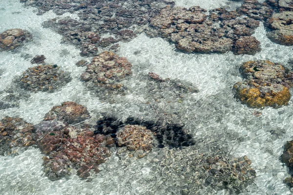Elävä Koralli Laskuveden Aikaan Sampoernassa Sabahissa Malesiassa — kuvapankkivalokuva