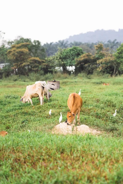 Корови Пасуться Зеленому Полі Селі Тропічній Країні — стокове фото