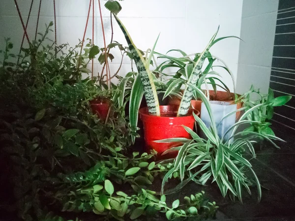 Evde Yeşil Bitkiler Var Yeşillik Bitkisi Rafı Kavramı — Stok fotoğraf