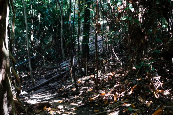 Véritable Environnement Forestier Sous Les Tropiques Jungle Tropicale Asiatique Bornéo — Photo