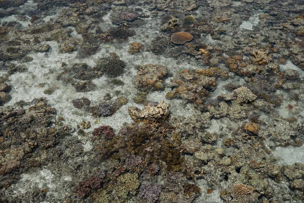 Corail Vivant Marée Basse Sur Sampoerna Sabah Malaisie — Photo