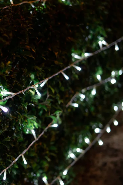 Decoración Celebración Navidad Luz Los Arbustos Jardín Imagen Abstracta Borrosa — Foto de Stock