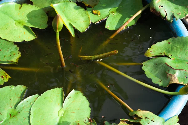 Top view of green lotus leaves with round crossing ripples with small fishes , used for background.