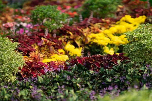Flores Coloridas Várias Espécies Florescendo Jardim — Fotografia de Stock