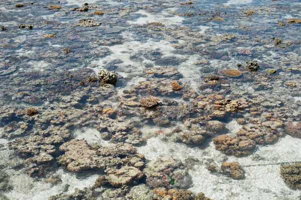 Coral Vivo Maré Baixa Sampoerna Sabah Malásia — Fotografia de Stock