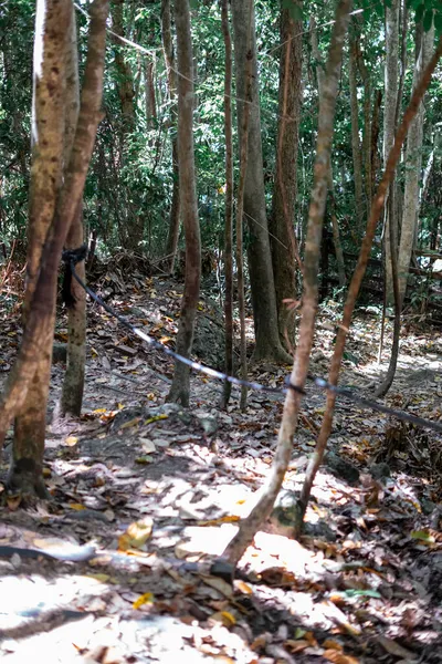 Verdadeiro Ambiente Florestal Nos Trópicos Selva Tropical Asiática Bornéu — Fotografia de Stock