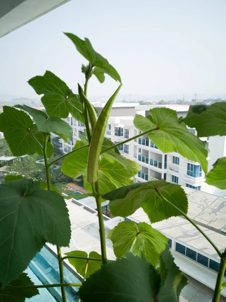 Okra Plante Poussant Dans Jardin Maison Asie Concept Nature Avec — Photo