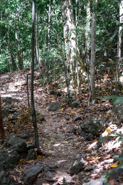 Véritable Environnement Forestier Sous Les Tropiques Jungle Tropicale Asiatique Bornéo — Photo