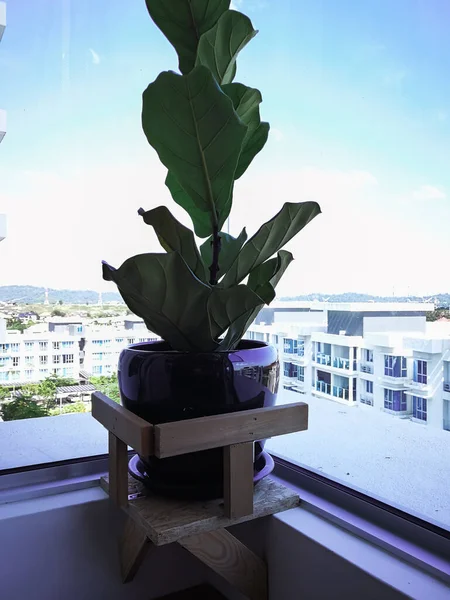 アパートの窓の近くに立つ葉イチジクの木の上の屋内植物 — ストック写真