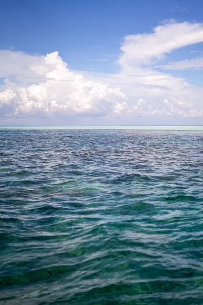 비스듬 보르네오섬 보르네오 사바에 청록색의 — 스톡 사진