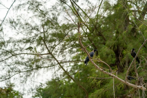 Corbeaux Noirs Assis Sur Arbre Vert — Photo