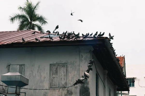 Taubenvögel Zusammen Mit Freunden Sitzen Taubensitzen Isolierte Tauben Vogelportrait Vögel — Stockfoto