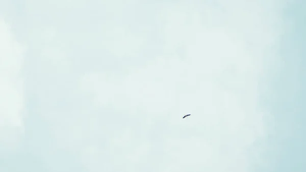 White Clouds Bird Sky — Stock Photo, Image