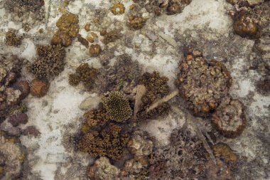 Celebes Denizi 'ndeki bir adanın etrafındaki mercan kayalıkları alçak gelgit sırasında inanılmaz manzaralar oluşturur ve küçük deniz canlılarını gösterir. Bum Bum Adası 'ndaki uzak adalarda sağlıklı mercan resifleri var..