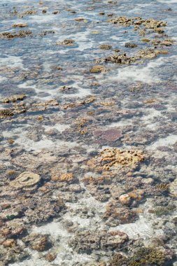 Sampoerna, Sabah, Malezya 'da, gelgitte canlı mercan.