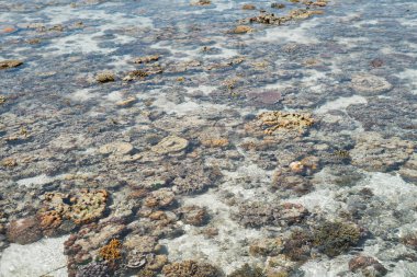 Sampoerna, Sabah, Malezya 'da, gelgitte canlı mercan.