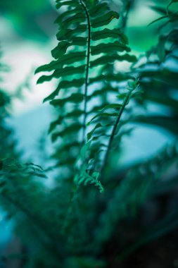 Doğal eğreltiotu bitkisi. Genç yeşil eğrelti otu yapraklarıyla yapılmış güzel bir arka plan. Lahana rengi.