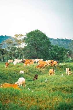 Tropikal bir ülkedeki yeşil bir köyde inekler otluyor..