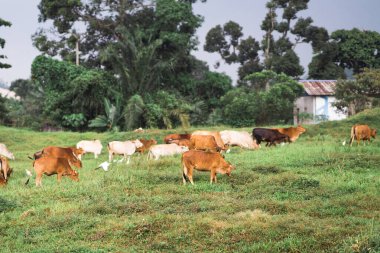 Tropikal bir ülkedeki yeşil bir köyde inekler otluyor..