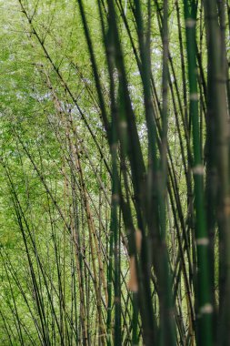 Bambu ormanı, yeşil doğa arka plan