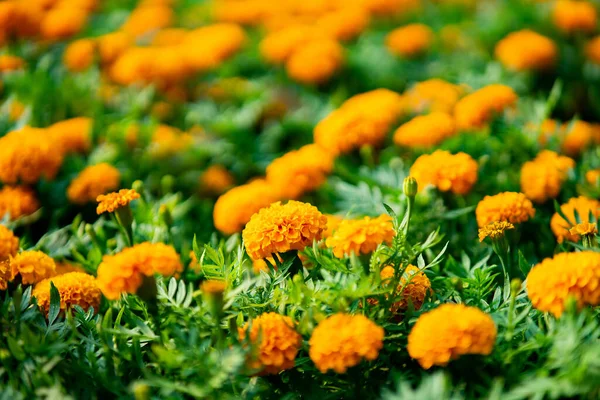 Orangefarbene Ringelblumen Blühen Garten — Stockfoto